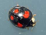 Harmonia axyridis