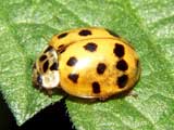 Harmonia axyridis