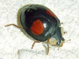 Harmonia axyridis