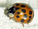 Harmonia axyridis