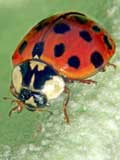 Harmonia axyridis