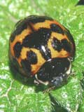 Harmonia axyridis