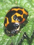 Harmonia axyridis