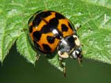 Harmonia axyridis