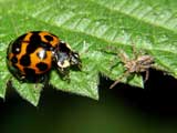 Harmonia axyridis