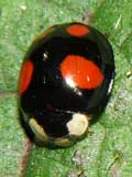 Harmonia axyridis