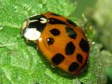 Harmonia axyridis