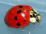 Harmonia axyridis