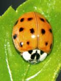 Harmonia axyridis