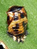 Harmonia axyridis