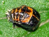 Harmonia axyridis