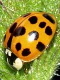 Harmonia axyridis