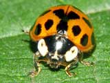 Harmonia axyridis