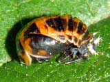 Harmonia axyridis