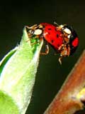 Harmonia axyridis