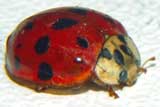 Harmonia axyridis