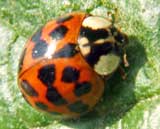 Harmonia axyridis