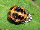 Harmonia axyridis