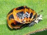 Harmonia axyridis