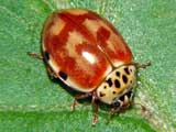 Harmonia quadripunctata