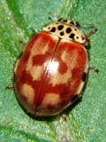 Harmonia quadripunctata