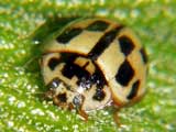 Propylea 14punctata