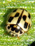 Propylea 14punctata