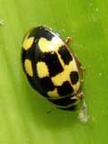 Propylea 14punctata