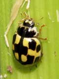 Propylea 14punctata