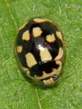 Propylea 14punctata