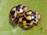 Propylea 14punctata