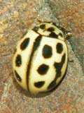 Tytthaspis 16-punctata