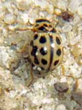 Tytthaspis 16-punctata