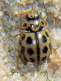 Tytthaspis 16-punctata