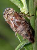 Aphrophora corticea