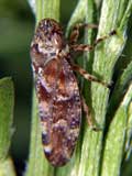 Aphrophora corticea