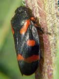 Cercopis intermedia