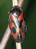 Cercopis vulnerata