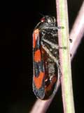 Cercopis vulnerata