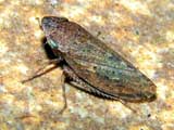 Aphrodes makarovi