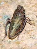 Aphrodes makarovi