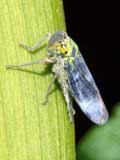 Cicadella viridis