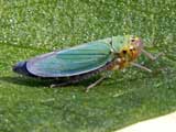 Cicadella viridis