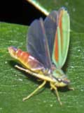 Graphocephala fennahi