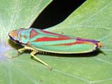 Graphocephala fennahi