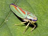 Graphocephala fennahi