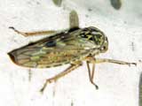 Idiocerus herrichi