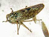 Idiocerus herrichi