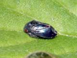 Penthimia nigra