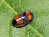 Penthimia nigra